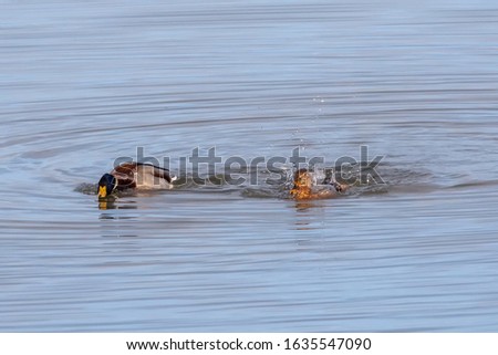 Pair of Mallard ducks on a pond