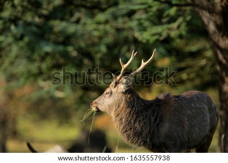 Impressive mature Stag Deer eating long grass. 