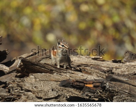 Alpine chipmunk watching for danger in the Western Sierra Nevada Mountains, California.