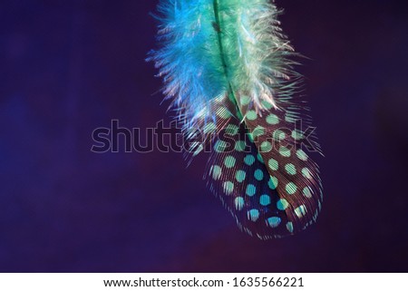 Colorful bird feather photographed by an unknown bird in the studio with flash light                   