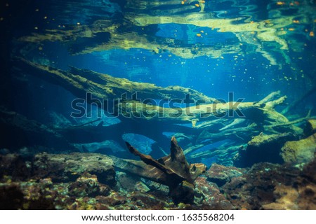 Underwater landscape in Punta Cana
