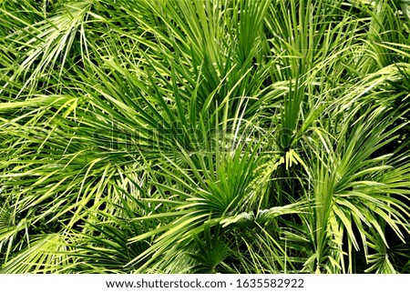 Bright Beautiful Green Palm Leaves on Sunny Day
