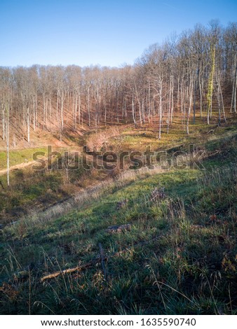 photo of a forest without leaves
