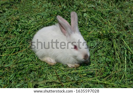 Ñute  white rabbit  in grass. Rabbit in spring green grass background