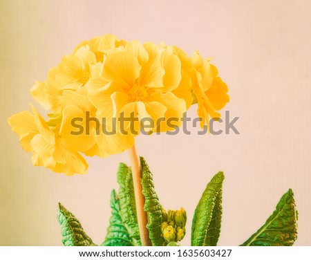 Single primula in yellow backdrop
