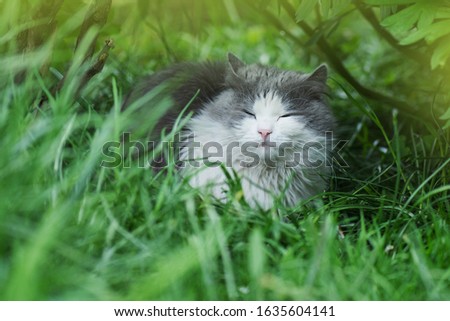 Kitty playing in garden in the sunshine. Cat in the meadow. Gray fluffy cat in flower bed. Cute little kitten in the garden