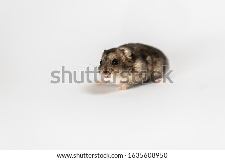 cute gray hamster, isolated on white