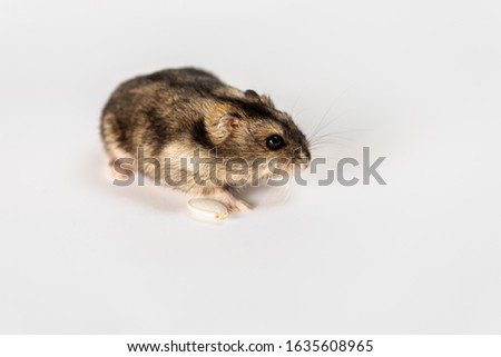 cute gray hamster, isolated on white