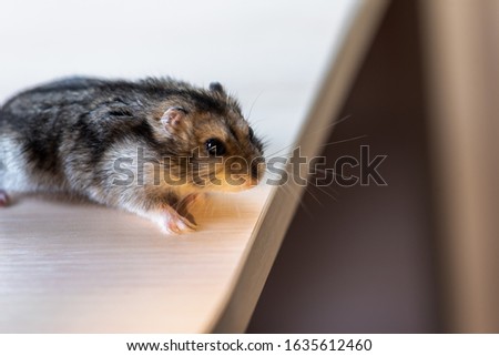 a little gray hamster sits, washes and eats on a light surface