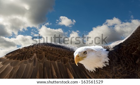 closeup of a bald eagle flying in a cloudy sky with room for text Royalty-Free Stock Photo #163561529