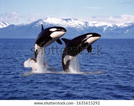 KILLER WHALE orcinus orca, PAIR LEAPING, CANADA   Royalty-Free Stock Photo #1635615292