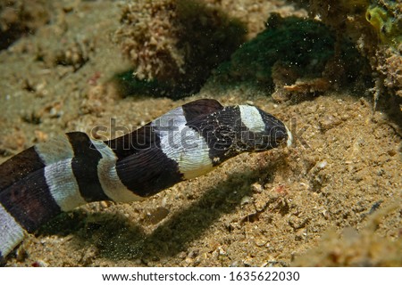 Banded (Harlequin) snake eel (Myrichthys columbrinus)