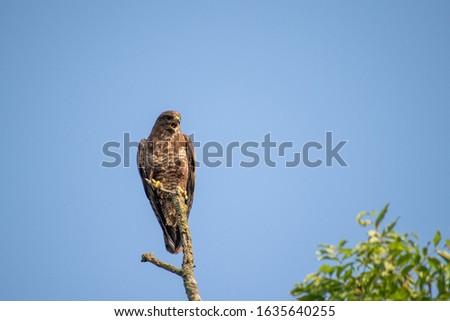 buzzard bird of prey in the british countryside with birght blue skies 