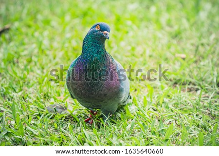 Selected focus of beautiful young white black spotted domestic Pigeon Columbidae rock dove peace bird looking for a camera
