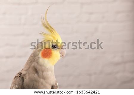 Cockatiel isolated on white bricks background, best parrot pictures. copy space