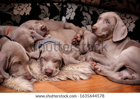 weimaraner puppies trying to sleep together on the fur carpet