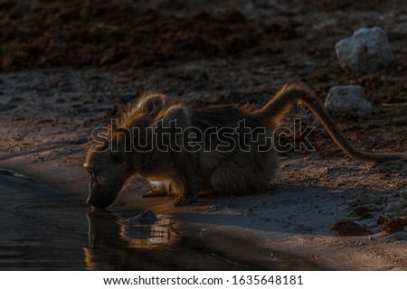 Baboon at water's edge silhouette