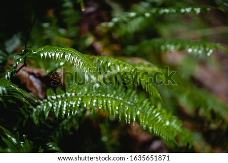 Beautiful ferns leave green foliage in the rain background
