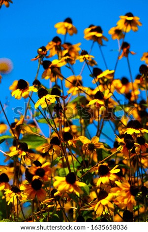 Yellow Flowers against a bright blue sky