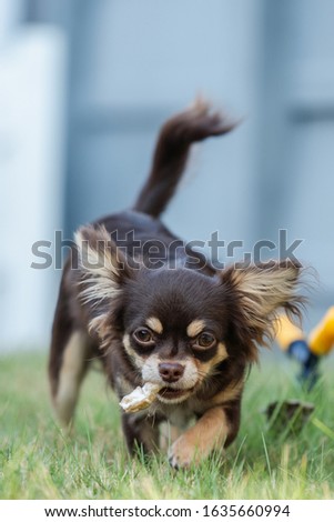 Brown Chihuahua was walking on the lawn while carrying food.
