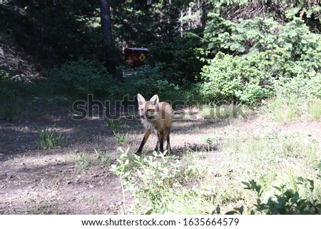 Fox at a campsite at The Grand Tetons