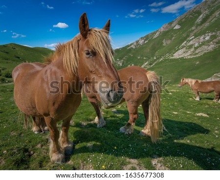 Horse in freedom through the meadows of the French mountains, near the Irati jungle in Navarra.