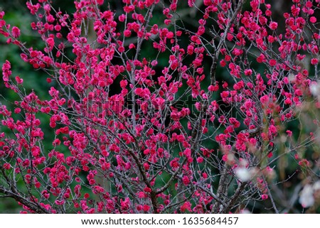 wild flower plum in early spring
