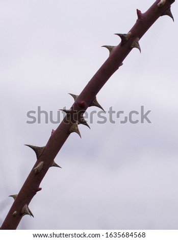 twigs with spines against the gray sky