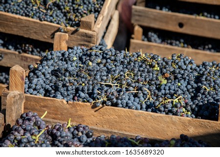 Fresh harvest red winemaking  grape bunches in a wooden boxes. Winemaking industry concept Royalty-Free Stock Photo #1635689320