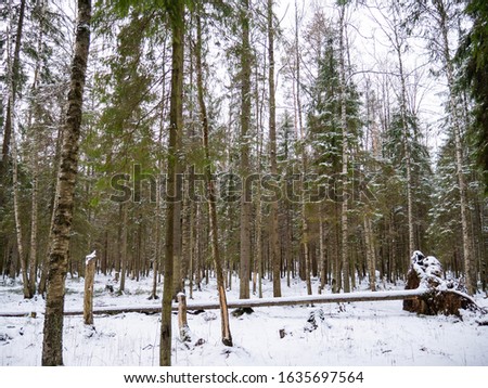 Winter forest. White snow lies on the ground. 