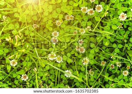 Meadow with white clover flowers. Dutch clover on lawn in spring or summer garden. Lawn carpet with white clover and green grass. Natural floral background. Blooming ecology nature landscape