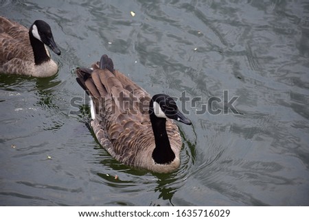 Canadian Geese in the park