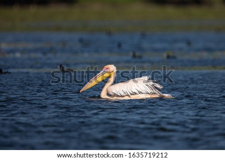 Pelicans on water in the Danube Delta in Romania.