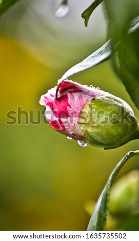 Close up of camellia bud opening.
