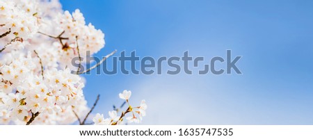 Blurred white sakura and cherry flowers blossom in spring landscape garden in blue sky banner background with copy space.