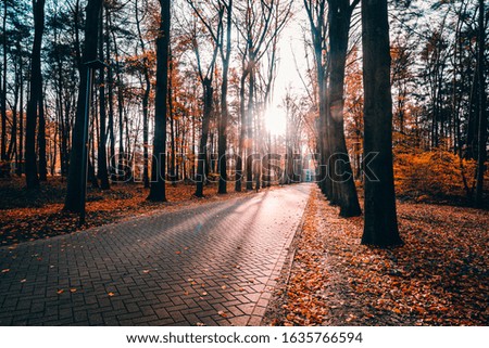image of an unknown path in the wood before sunset in Holland.