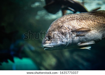 Fish swimming in an aquarium