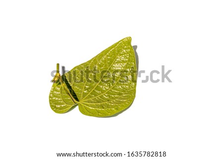 leave isolated on white and clipping path