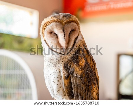 Owl Tyto furcata resting on its perch.