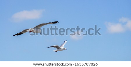Seagull flying in sky as background.