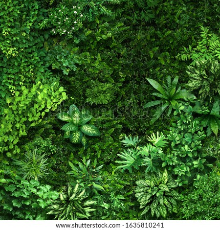 Vegetative background from leaves and plants. Lush, natural foliage. Green vegetation backdrop. Top view of a bed of green plants background. High quality image for professionnal compositing. Royalty-Free Stock Photo #1635810241