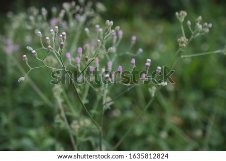 Emilia sonchifolia, also known as lilac tasselflower or cupid's shaving brush is tropical flowering species of tasselflower and in the sunflower family.