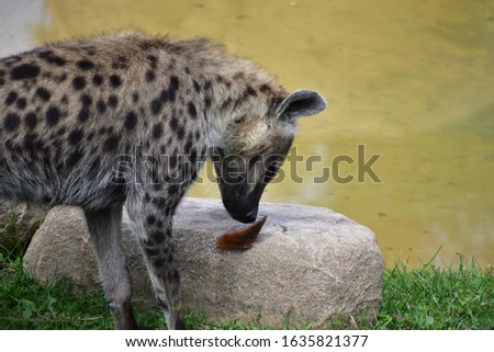 Hyena on a grassy plain