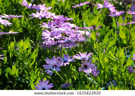 A small clump of hardy African daisy Osteospermum  plants from the Asteraceae species adds color to the winter and spring land scape with white ,pink and purple  flowers.