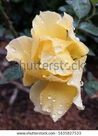 Beautiful yellow roses in the garden after the rain