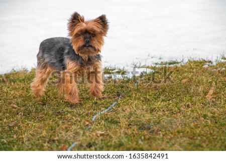 A picture of a Yorkshire Terrier in the winter.