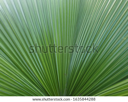 palm leaf background, tropical plant natural pattern 