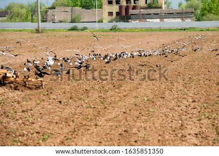 Many birds on a plowed agricultural field