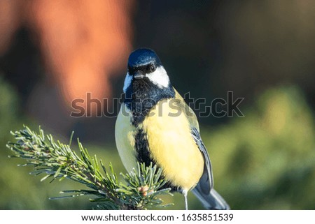 Cute bird Great tit, songbird sitting on the nice fir branch. Parus major