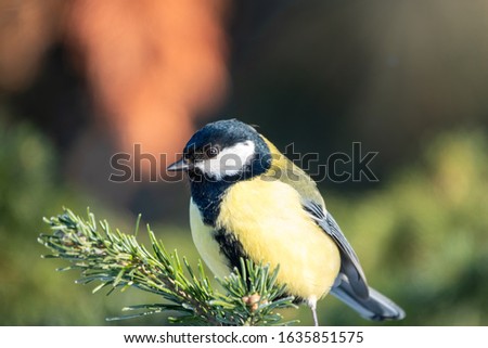 Cute bird Great tit, songbird sitting on the nice fir branch. Parus major
